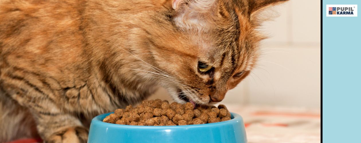Sucha karma dla kota jest bardzo ważna. Zbliżenie na kota jedzącego z niebieskiej miski suchą karmę. Po prawej niebieski pasek i logo pupilkarma. 